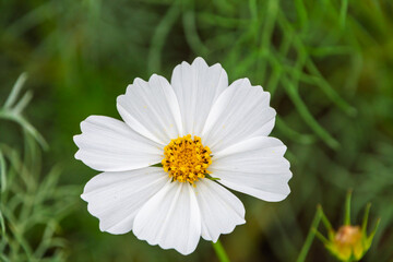 Obraz premium 真上から見た白いコスモスの花のクローズアップ