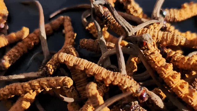 Close up of Yarsagumba or Cordyceps sinensis (Ophiocordyceps sinensis) or CHONG CAO, DONG CHONG XIA CAO. Traditional tibetian medicine. Most expensive mushroom in the world. 