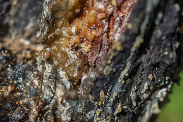 Macro shot of tree bark with amber resin flow. Ants and other small insects interact with the resin. Detailed texture of bark and sticky substance visible