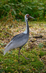 Obraz premium Grue du Japon