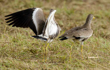 Vanneau du Sénégal