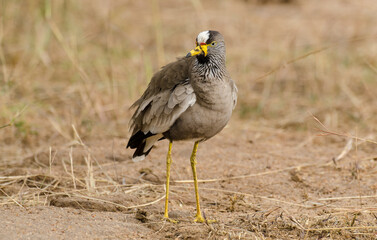 Vanneau du Sénégal