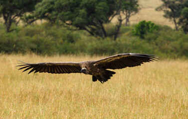 Vautour africain