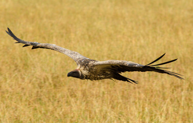 Obraz premium Vautour africain