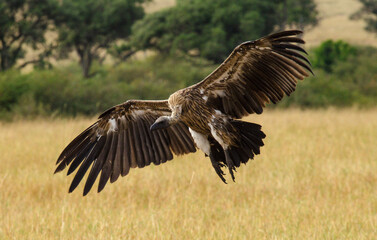 Vautour africain