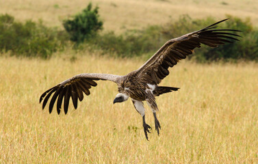Vautour africain