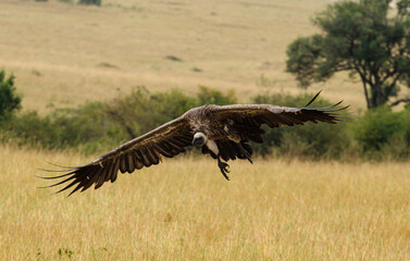 Vautour africain