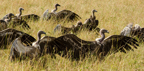 Vautour de Rüppell, Vautour africain