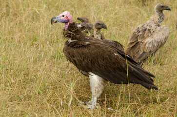 Vautour oricou, vautour africain