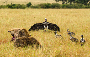 Vautour oricou, Hyène tachetée