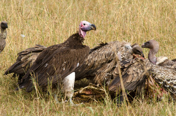 Vautour oricou, vautour africain, Vautour de Rüppell