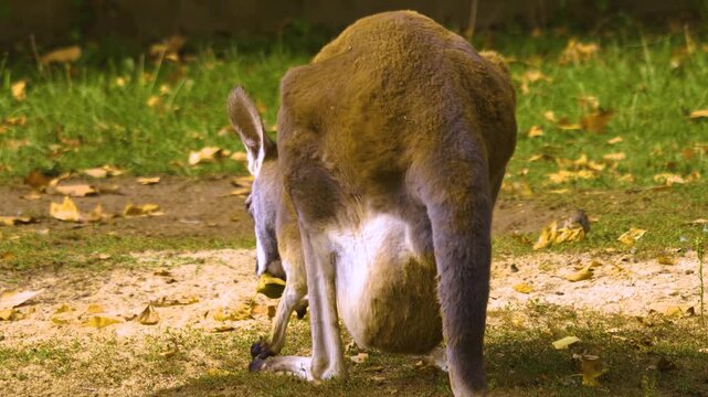 Close up of Kangaroo  mother with a baby joe in her pouch on a meadow ona sunny day searching for food
