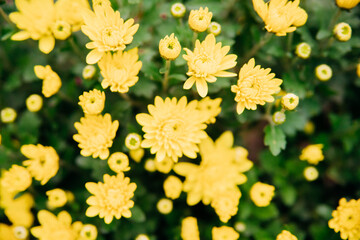 Small yellow chrysanthemums or daisies grow in a flowerbed in the form of a fluffy bush. Beautiful autumn background.