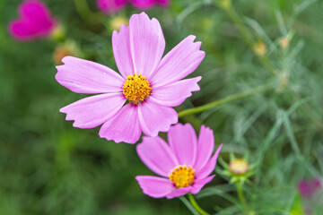 Obraz premium 秋の庭園で鮮やかに咲く二輪のピンクのコスモスの花