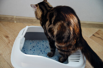 A container filled with cat litter. Cat toilet in the apartment, comfort for a pet.