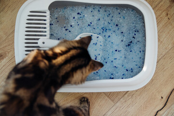 A container filled with cat litter. Cat toilet in the apartment, comfort for a pet.
