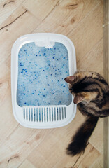 A container filled with cat litter. Cat toilet in the apartment, comfort for a pet.