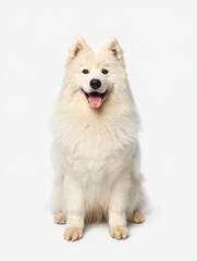 Portrait of a Happy American Eskimo Dog