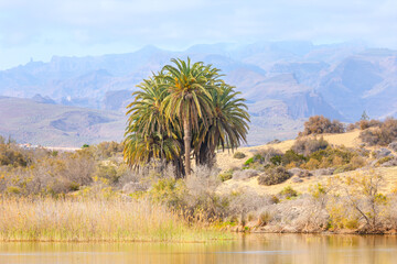 Tranquil La Charca de Maspalomas lagoon, oasis situated among sand dunes and distant mountains on Gran Canaria. Canary Island palms Phoenix Canariensis, reeds and water reflecting natural environment
