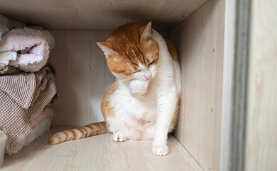 ginger cat eat its paw