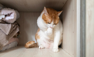 ginger cat eat its paw