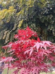 Red and green leaves
