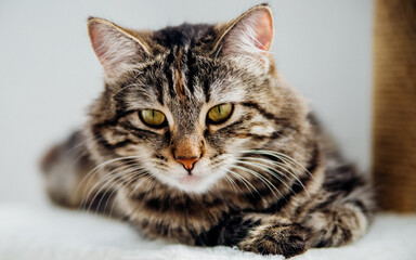 Portrait of a striped domestic cat. Close-up of a cat's face.