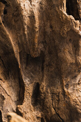 Textured Surface of Weathered Wooden Log Showing Natural Patterns