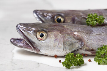 Fresh European hake fish on marble table with parsley, Raw uncooked Merluccius close-up