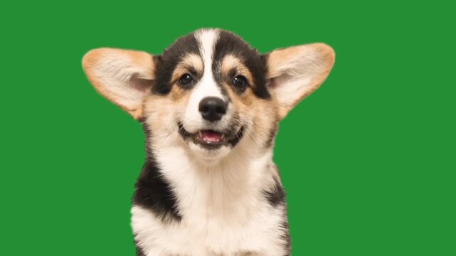 cute Welsh Corgi puppy yawns on a green screen