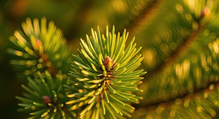 A beautiful macro shot of a fresh green pine branch with sharp needles, illuminated by warm golden sunlight against a soft, blurred background, evoking a sense of natural tranquility