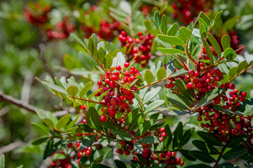 Mastic tree with red berries