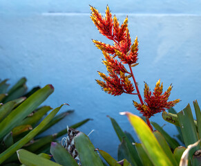 Red and Orange Cactus Flower with Green Leaves Against a White Wall Background.