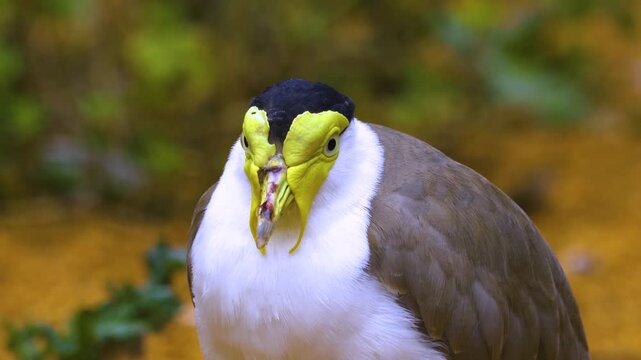 Close up of a a masked lapwing bird standing around and watching on a cloudy spring day