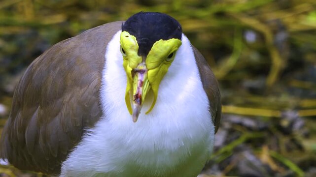 Close up of a a masked lapwing bird standing around and watching on a cloudy spring day