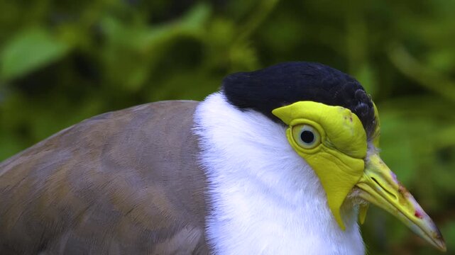 Close up of a a masked lapwing bird standing around and watching on a cloudy spring day