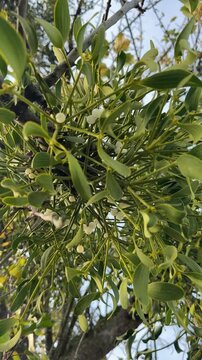 mistle toes growing on tree