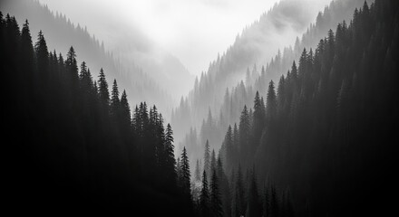 Serene and mysterious black and white panoramic view of a dense pine forest on mountain slopes, with atmospheric fog creating layers and a sense of depth