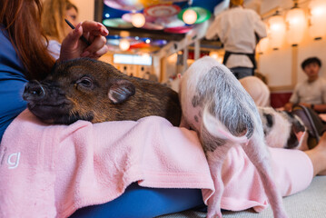 Two small piglets rest on a pink blanket across a visitor's lap in a Tokyo animal cafe, one gazes...