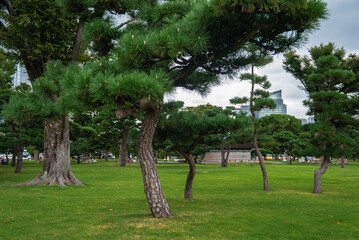 Obraz premium Meticulously pruned pines line a manicured lawn in a Tokyo park as visitors stroll paths, with modern towers above the treeline, blending tradition and city life.