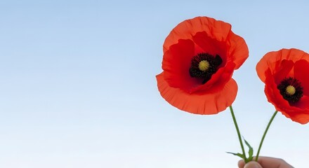 Obraz premium Red Poppy Flowers Held Against Clear Blue Sky