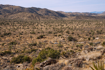 Joshua Tree, California 