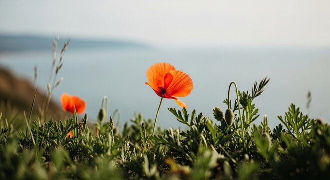 Close-up of a beautiful wild red poppy glowing in the warm sunlight on a coastal hillside, with a soft-focus ocean and pale sky creating a tranquil, natural scene