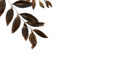 Dried olive branch detail, isolated on transparent background
