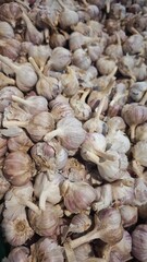Dry garlic bulbs with papery skin in purple and white hues piled high at a market stall. Concept of natural medicine, flavoring ingredient and traditional organic produce