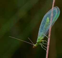 Green Lacewing on a plant stem with blurred background