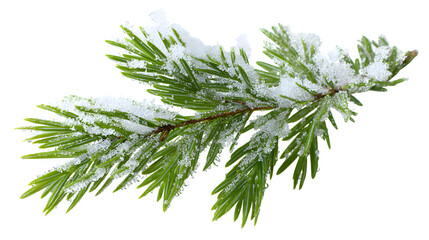 Fresh evergreen sprig with snow accents and winter frost isolated on white background
