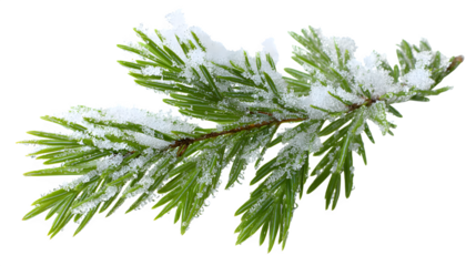 Fresh evergreen sprig with snow accents and winter frost isolated on white background
