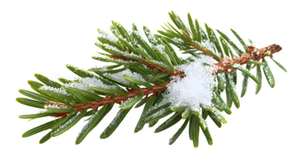 Fresh evergreen sprig with snow accents and winter frost isolated on white background
