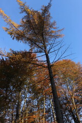 Obraz premium Autumn leaves against a vibrant blue sky